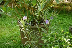 Ruellia brittoniana